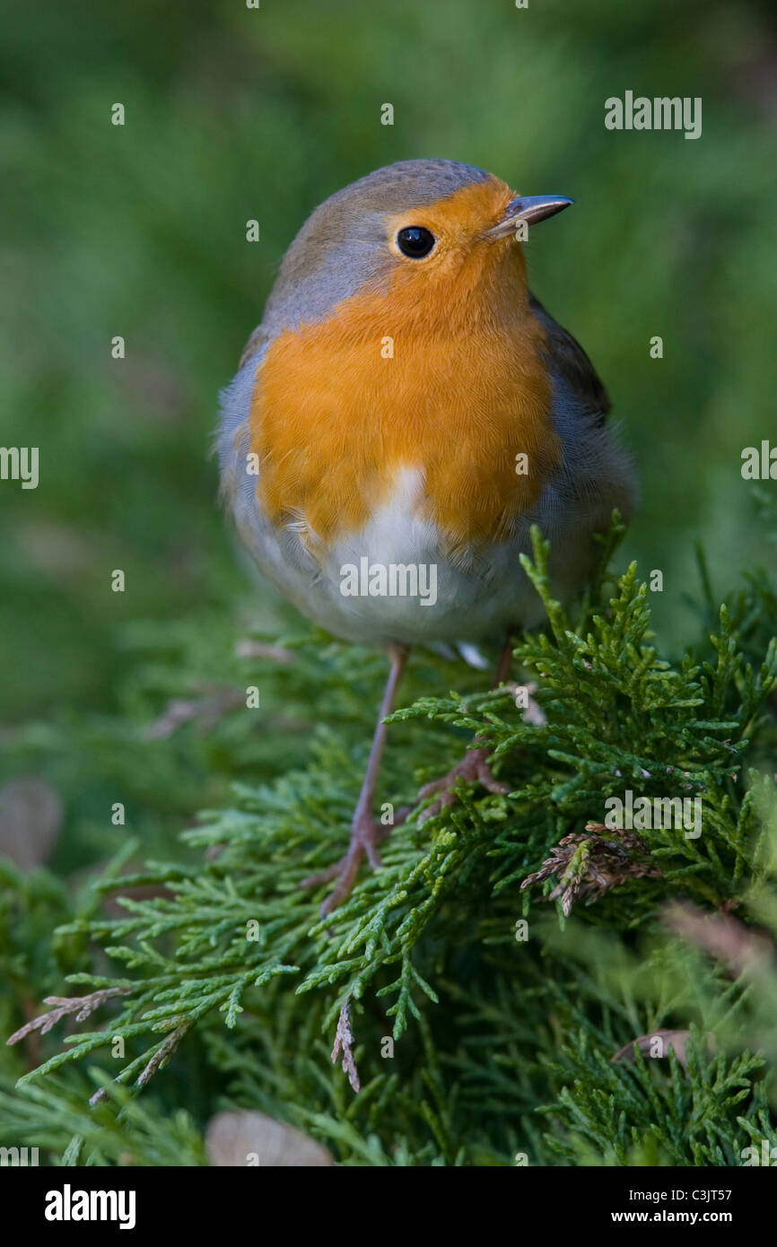 Rotkelchen, Erithacus Rubecula, Rotkehlchen Stockfoto
