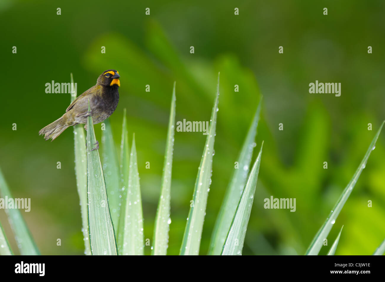 Eine männliche gelb-gegenübergestellten Grassquit (Tiaris Olivacea) sitzt auf einem taufrischen Werk. Stockfoto