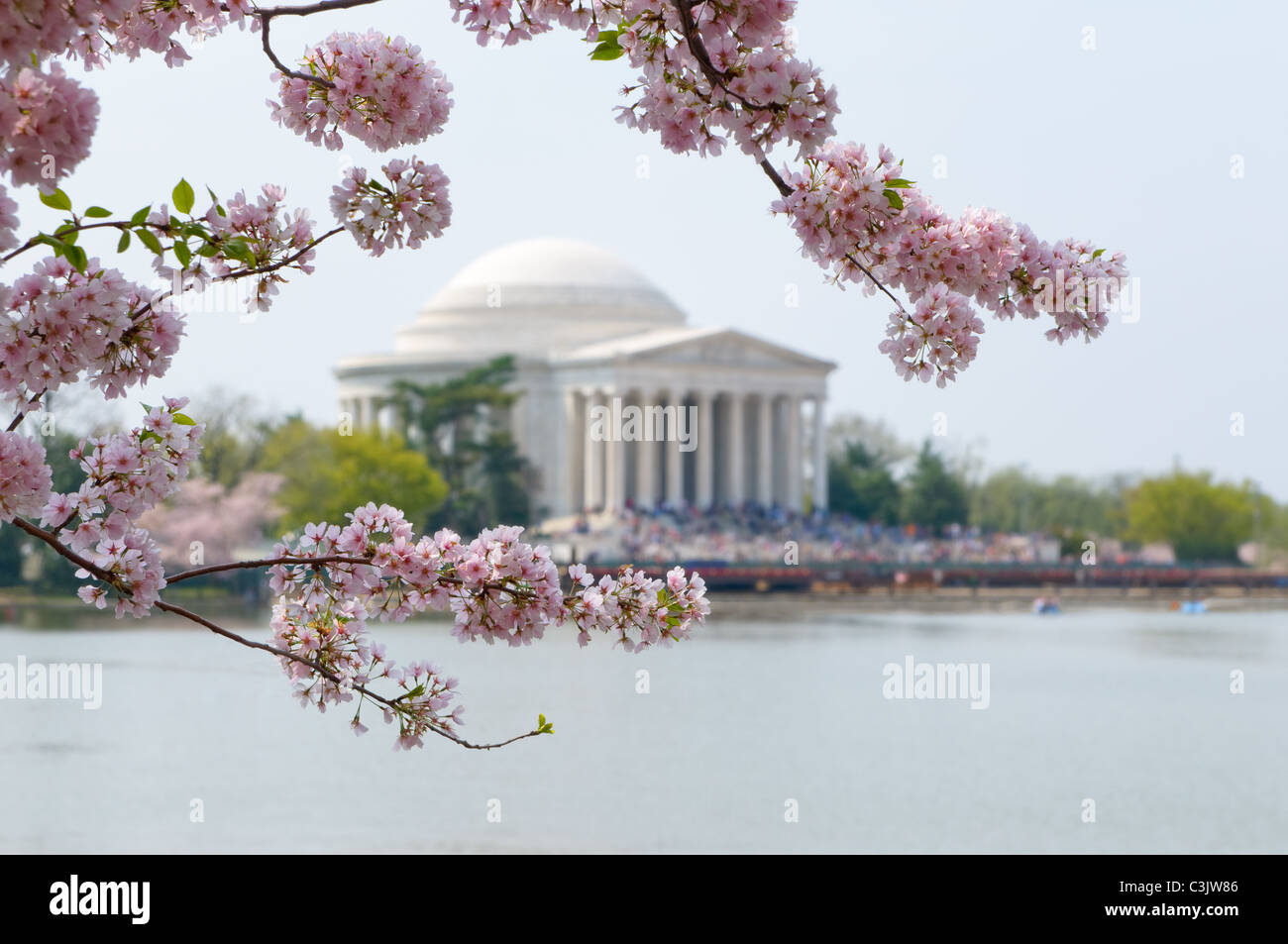Eine Filiale in Kirschblüten Bilder Washington D.C. Jefferson Memorial abgedeckt. Stockfoto