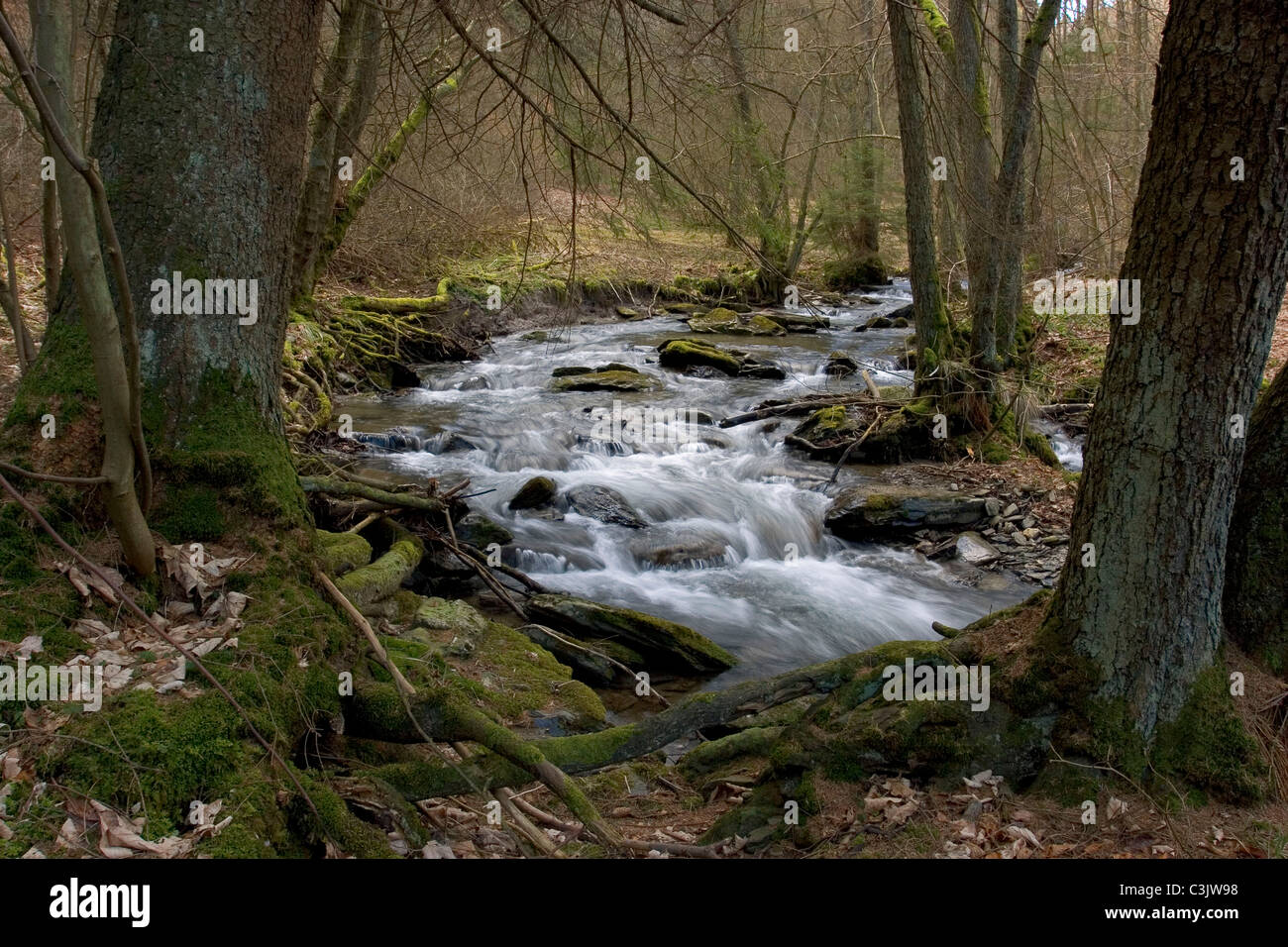 Nationalpark Eifel, National park, Wuestebach Bei Leykaul, Nordrhein-Westfalen, Nordrhein-Westfälischen, Deutschland, Deutschland Stockfoto