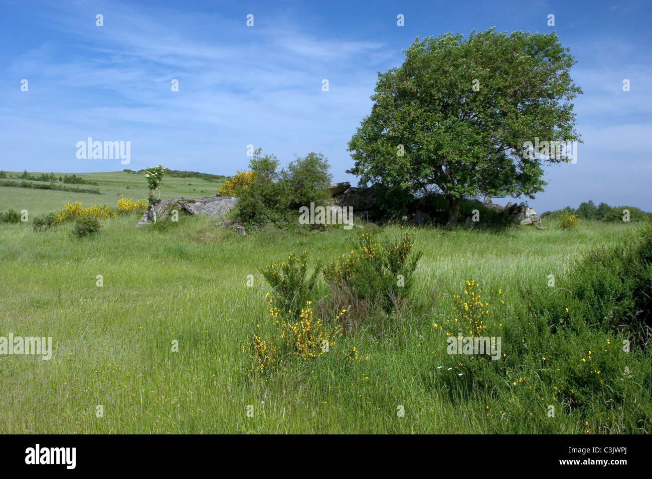 Dreiborner Hochflaeche, Plateau, Nationalpark Eifel, Deutschland, Deutschland Stockfoto