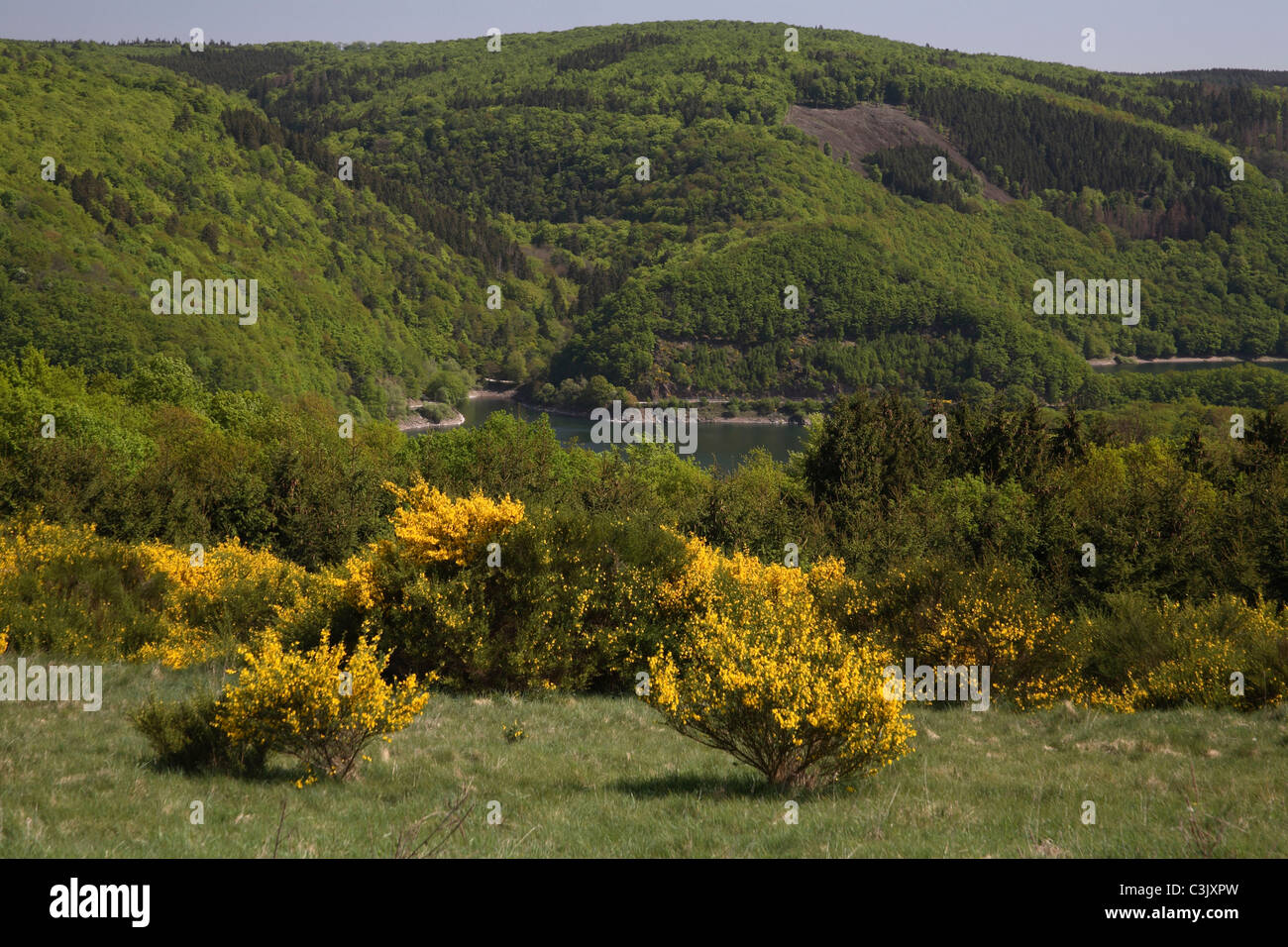 Blühende gemeinsame blühen im Nationalpark Eifel, Nordrhein-Westfälischen, Deutschland Stockfoto