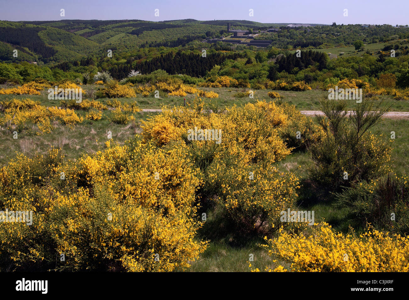 Blühende gemeinsame blühen im Nationalpark Eifel, Nordrhein-Westfälischen, Deutschland Stockfoto