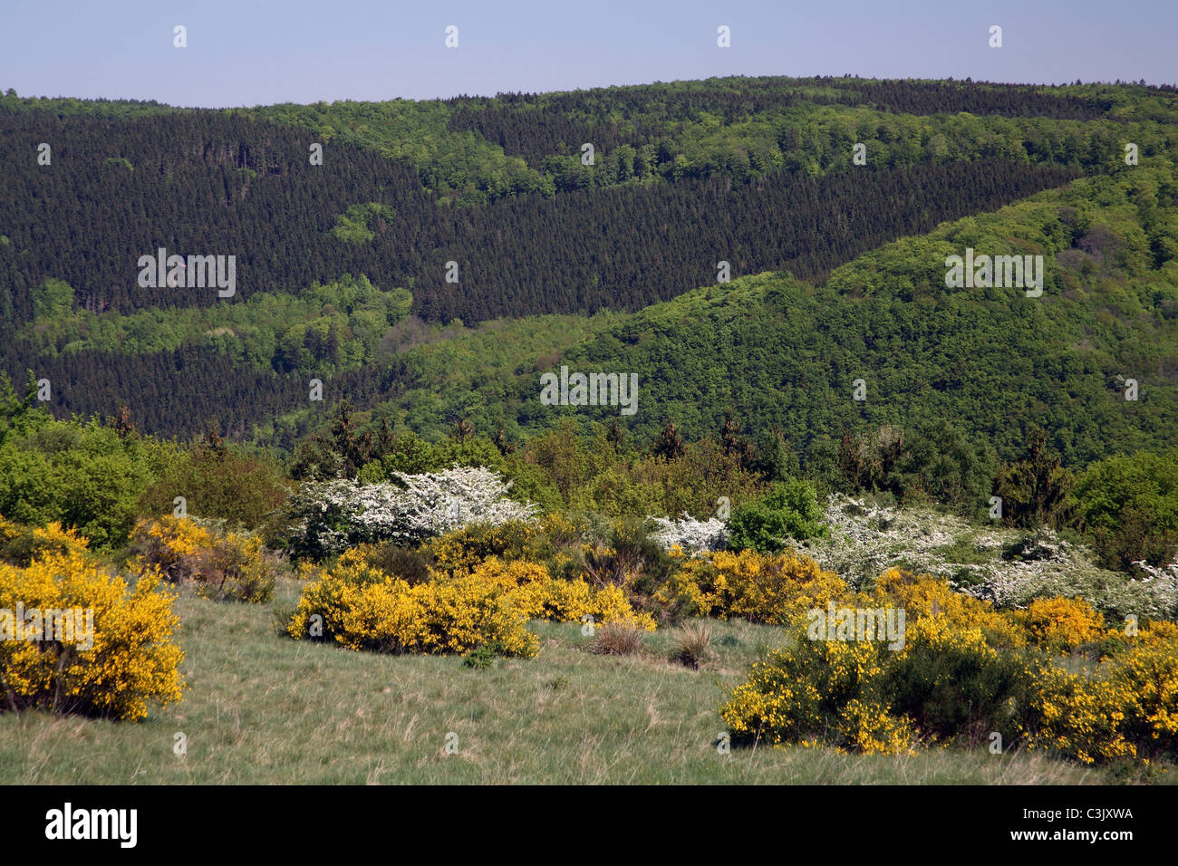 Blühende gemeinsame blühen im Nationalpark Eifel, Nordrhein-Westfälischen, Deutschland Stockfoto