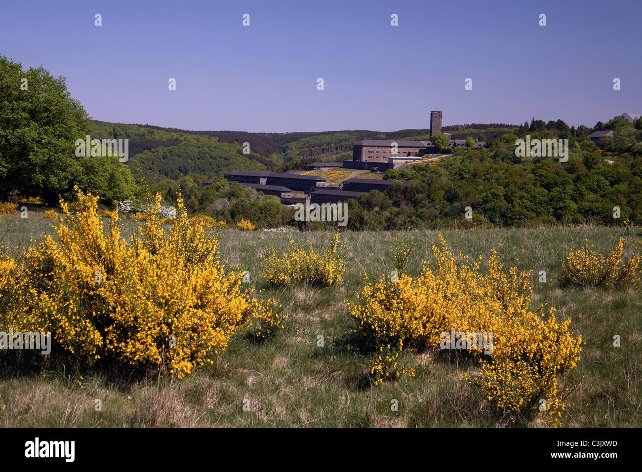 Blühende gemeinsame blühen im Nationalpark Eifel, Nordrhein-Westfälischen, Deutschland Stockfoto