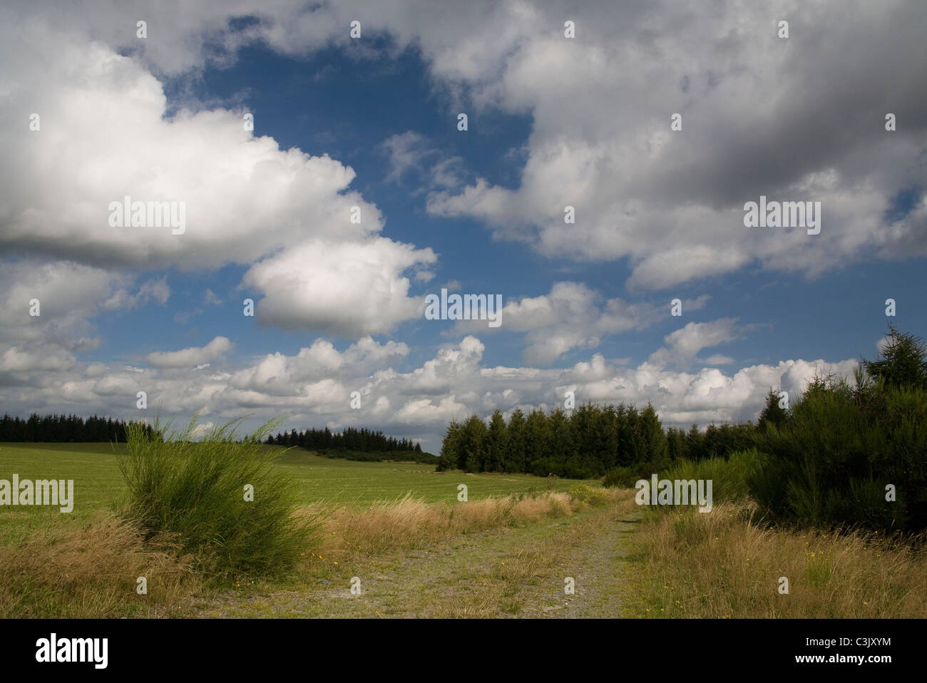 Dreiborner Hochflaeche, Dreiborner Hochebene, Nationalpark Eifel, Nationalpark, Deutschland, Deutschland Stockfoto