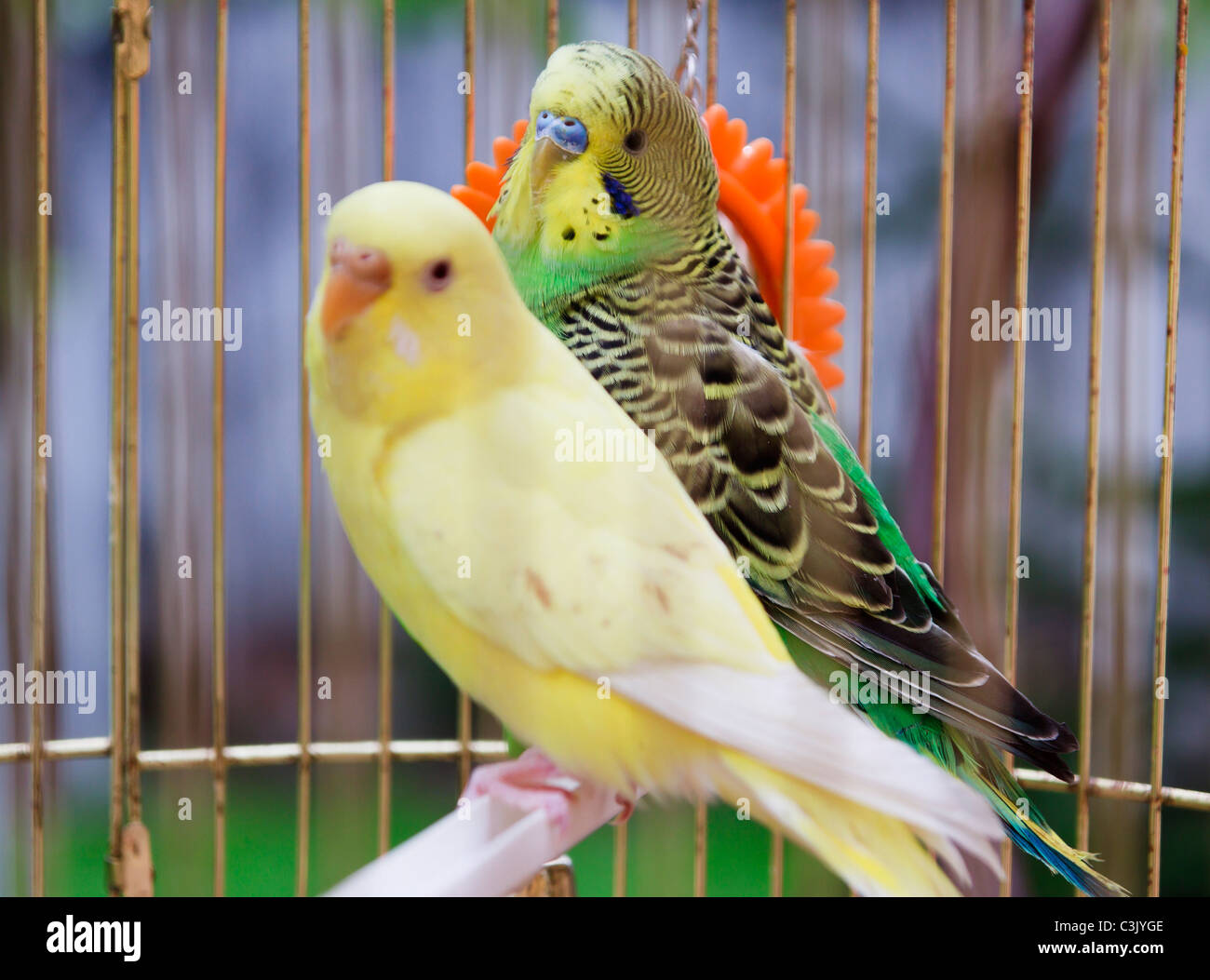 gelbe und grüne Papageien in Käfig im freien Stockfoto
