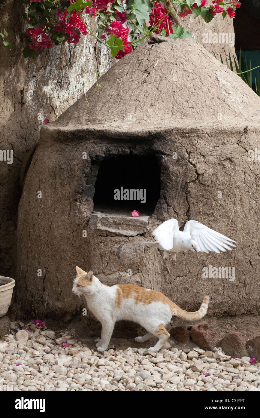 Ahnungslose Katze in einem Luxor Garten Vorbeigehen einen kalten Brotbackofen, wie ein Vogel, über es fliegt. Ägypten Stockfoto