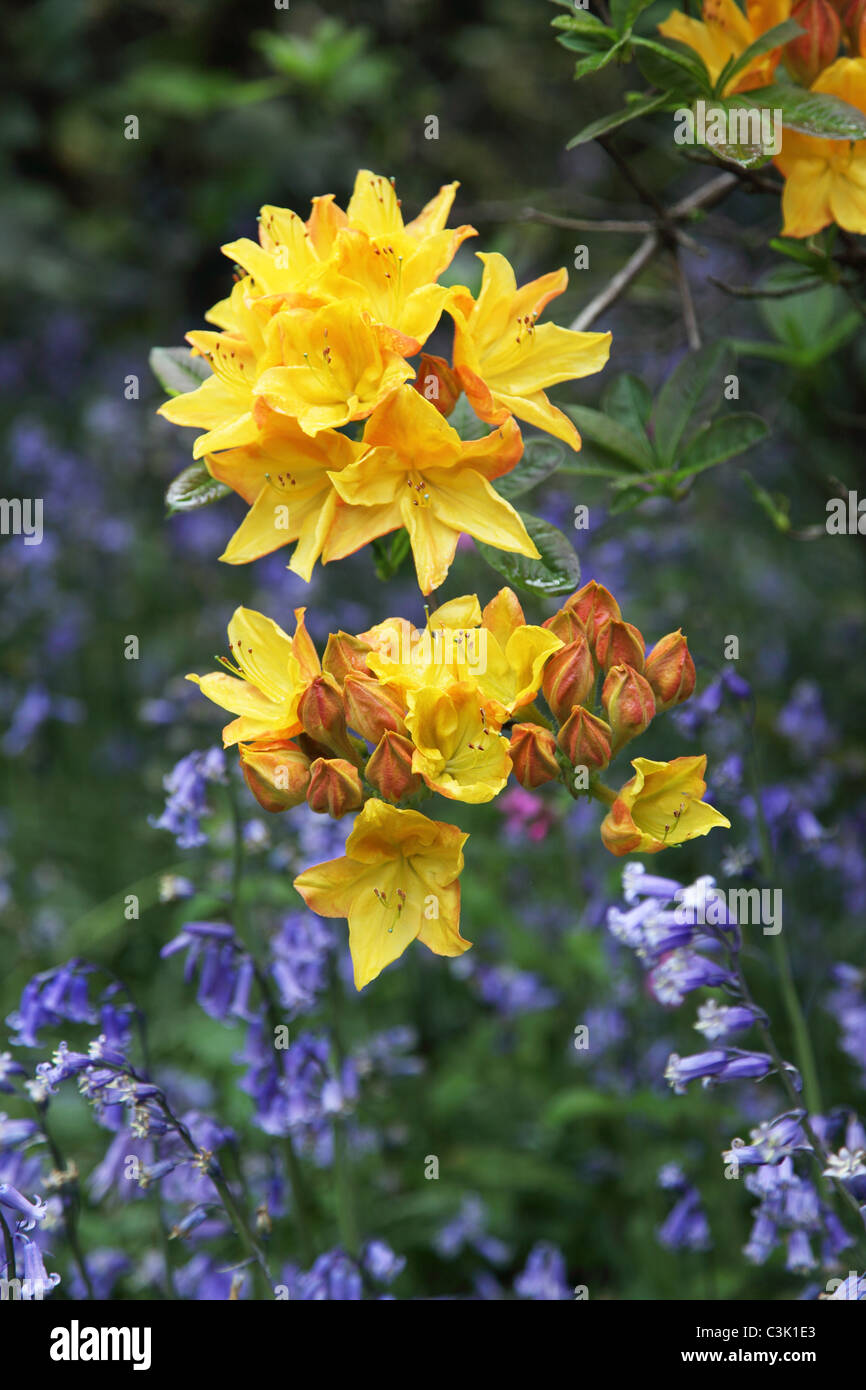 Rhododendren und Bluebells blühen im Frühjahr in Westonbirt Arboretum, Gloucestershire Stockfoto