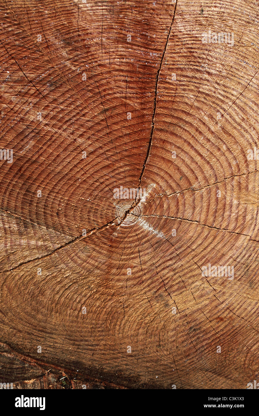 Wachstum Ringe auf einem gefällten Baum in Westonbirt Arboretum, Gloucestershire Stockfoto