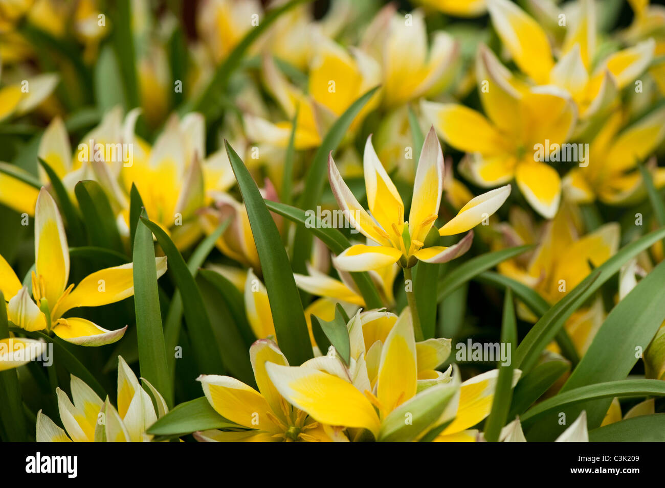 Tulipa "Tarda" Dasystemon Stockfoto