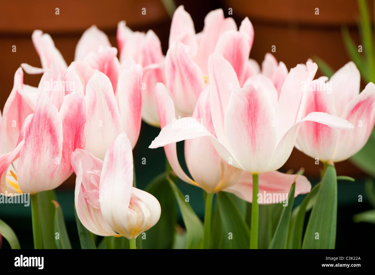 Tulipa 'Holland Chic' Lily blühenden Tulpen Stockfoto