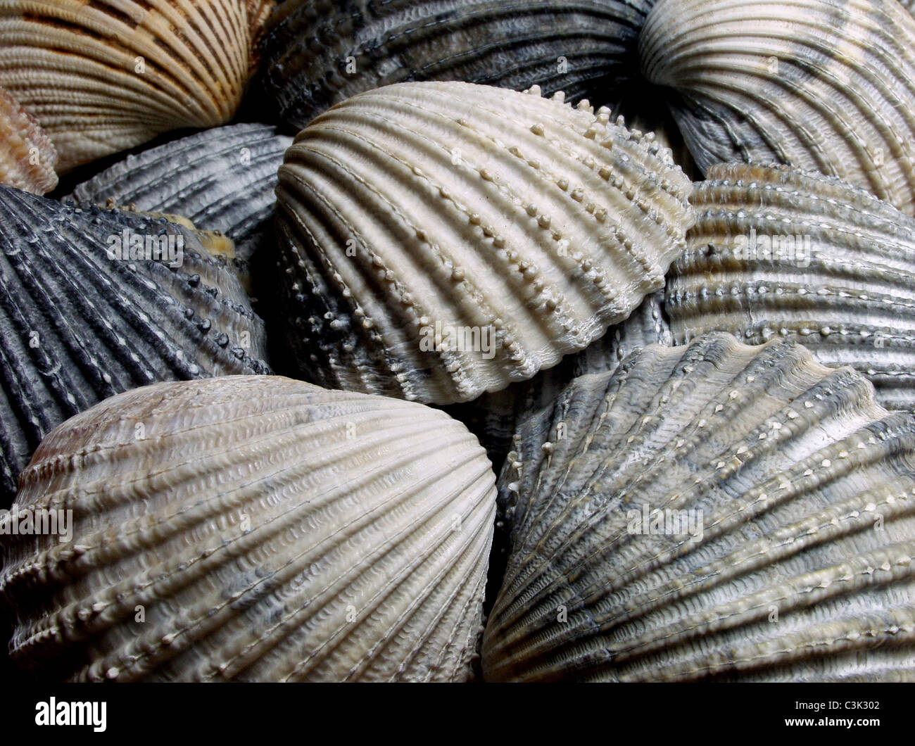 Muscheln Stockfoto