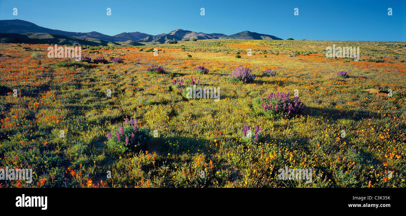 USA, California, Blick auf blühende Wüste Stockfoto