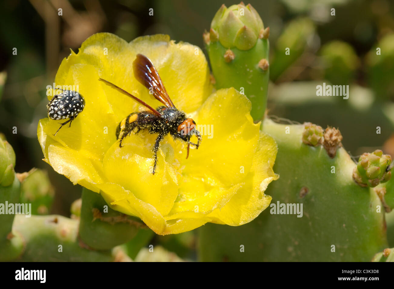Mit Feigenwespen Stockfotos und -bilder Kaufen - Alamy