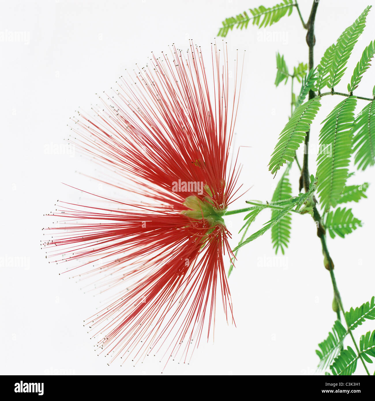 Calliandra vor weißem Hintergrund Stockfoto