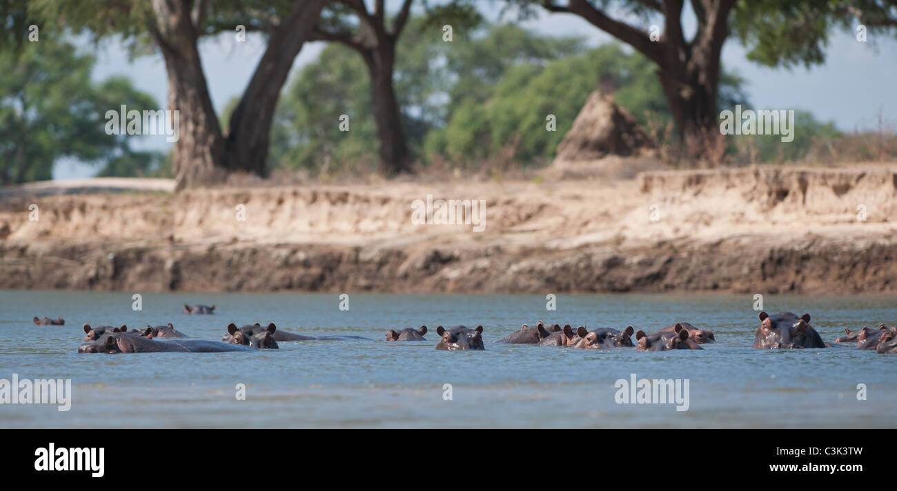 Eine Gruppe von Nilpferd an den Sambesi-Fluss abkühlen Stockfoto