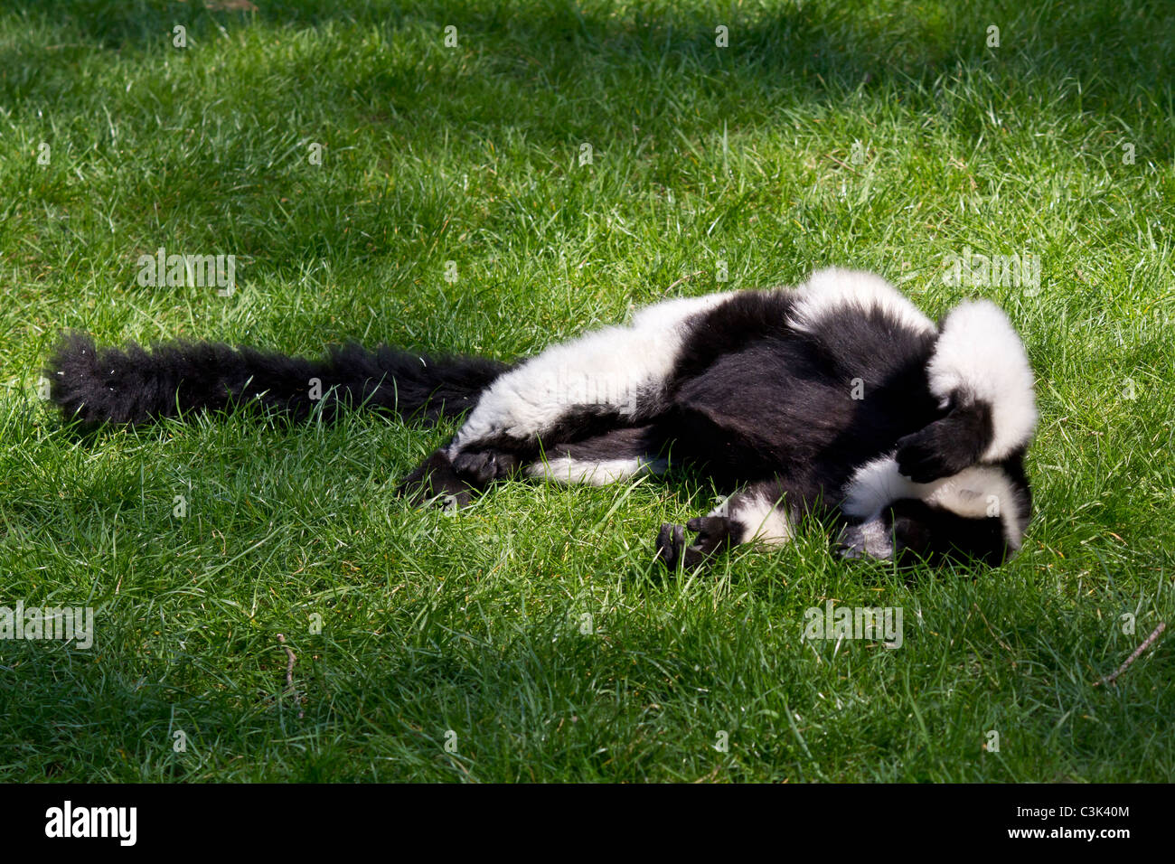 Es ist ein warmer sonniger Tag, zu warm dazu nichts sagt dieses schwarz-weiß Ruffed lemur Stockfoto