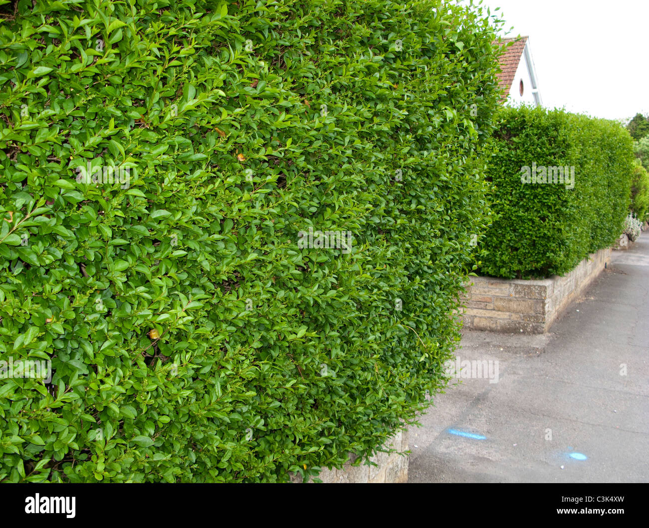 Gemeinsamen Liguster-Hecke (Ligustrum Ovalifolium) Stockfoto