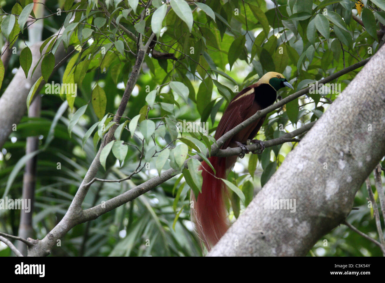 Raggiana Bird Of Paradise in den nationalen Kapitalmärkten botanischen Gärten in Port Moresby PNG Stockfoto