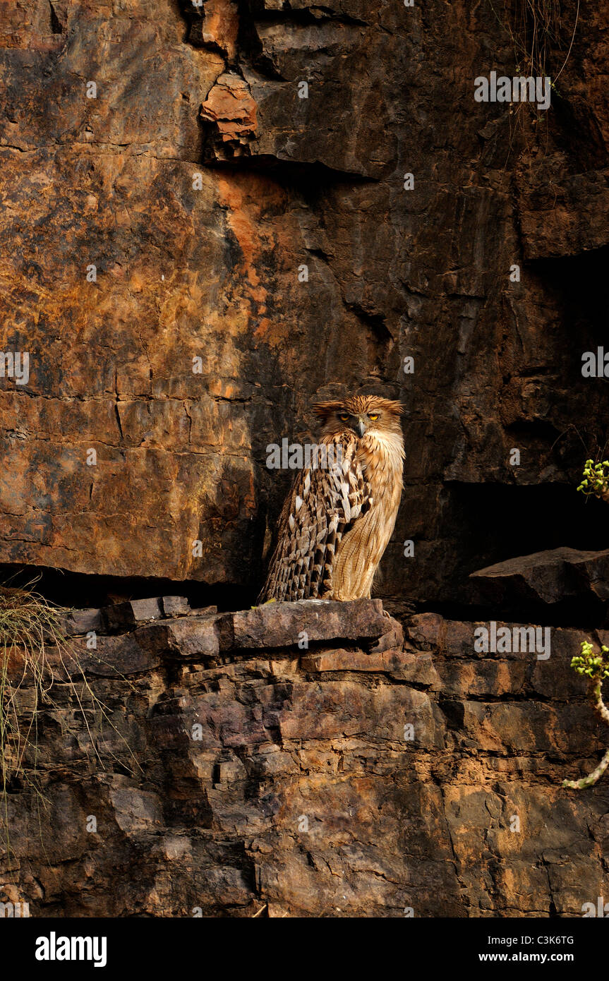 Porträt einer Fisch-Eule braun thront auf Felsen in Ranthambore Stockfoto