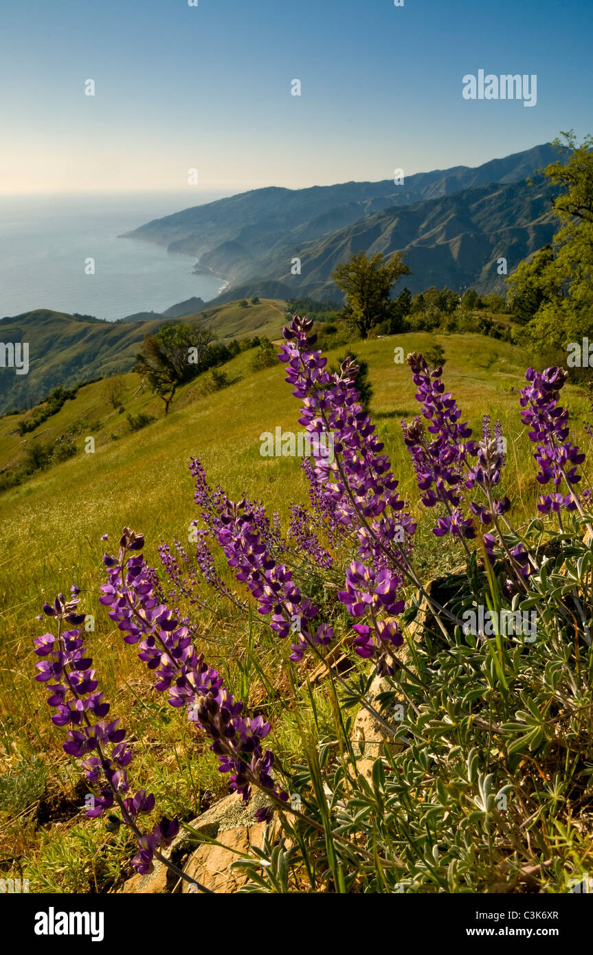 Lupine Wildblumen und grünen Hügeln im Frühjahr an der Big Sur Küste, Monterey County, Kalifornien Stockfoto