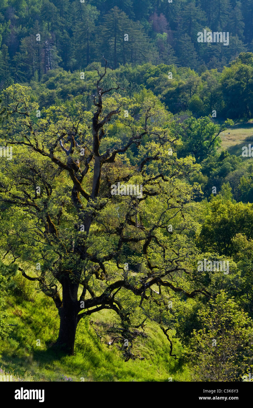 Eiche im Frühjahr, Big Sur Küste, Monterey County, Kalifornien Eiche Baum im Frühling, Big Sur Küste, Monterey County, Kalifornien Stockfoto