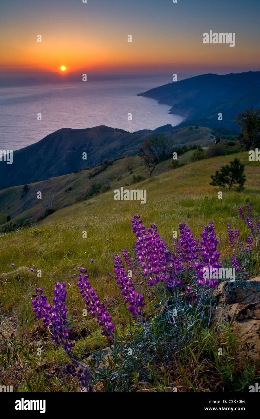 Frühling Lupine Wildblumen und grüne Hügel bei Sonnenuntergang, Ventana-Wildnis, Los Padres National Forest, Big Sur Küste, California Stockfoto