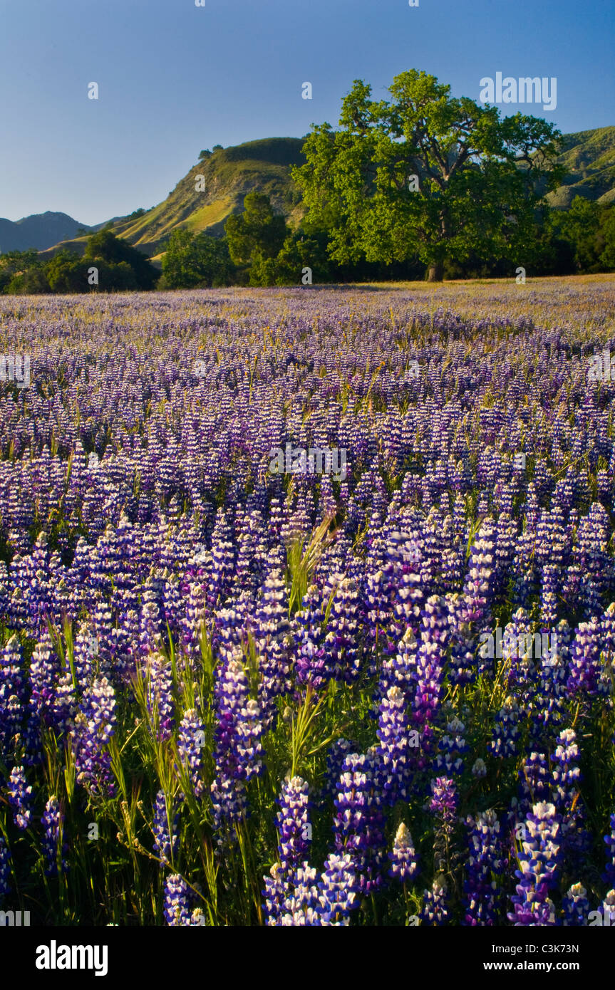 Bereich der lila Lupinen Wildblumen und Eichen im Frühling, Ventana-Wildnis, Los Padres National Forest, California Stockfoto