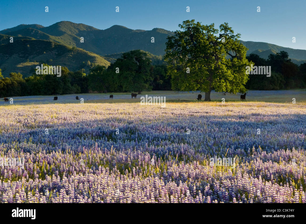 Bereich der lila Lupinen Wildblumen und Eichen im Frühling, Ventana-Wildnis, Los Padres National Forest, California Stockfoto