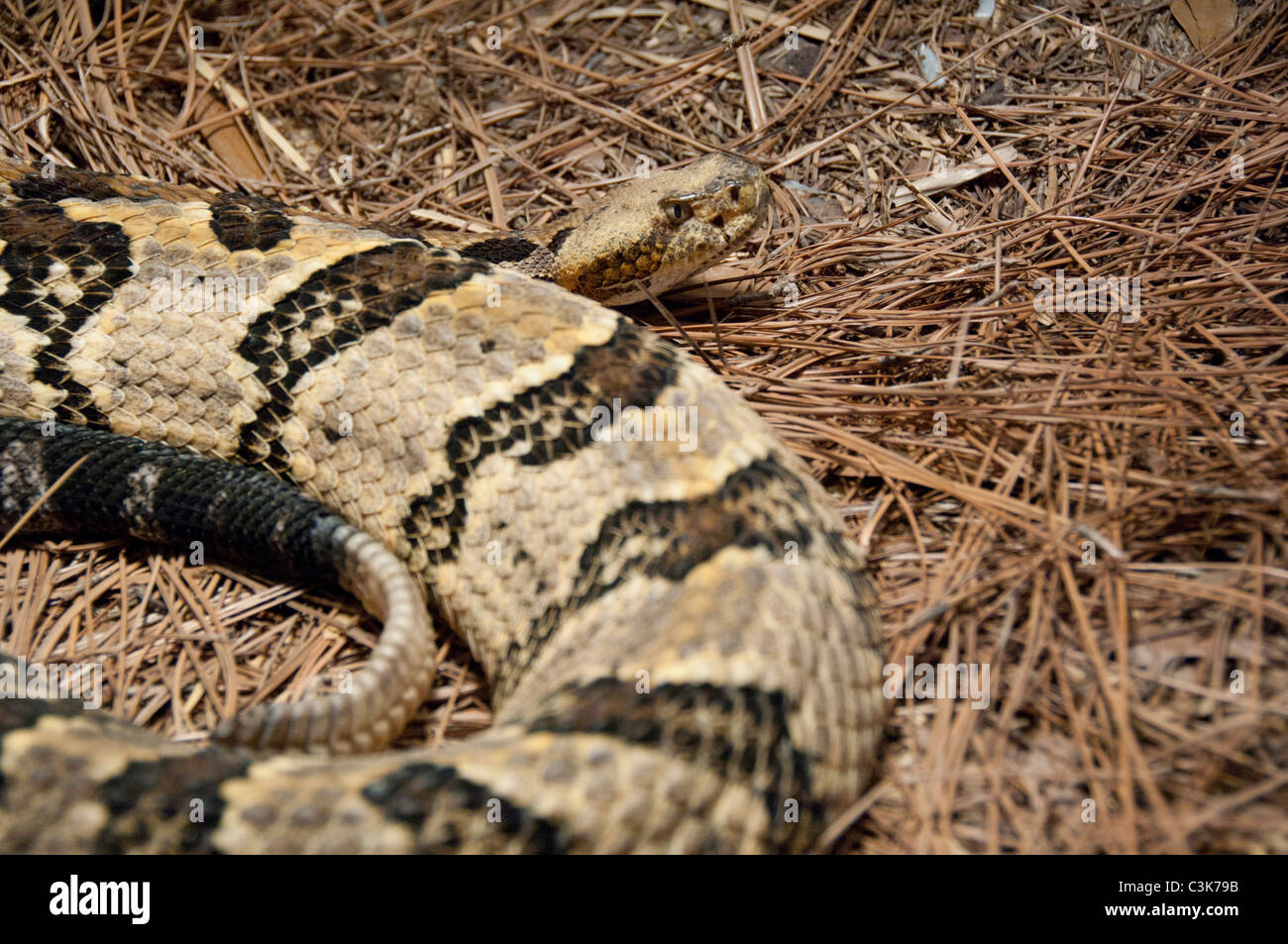 Charleston, South Carolina. South Carolina Aquarium. Schlange-Anzeige, Canebrake Klapperschlange. Stockfoto