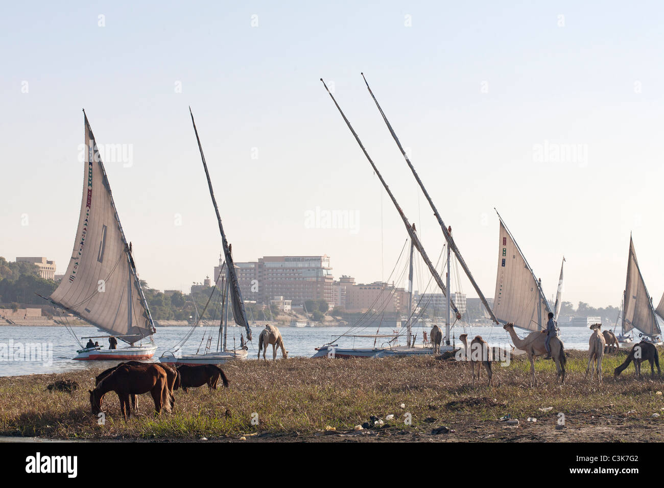 Felucca und Tiere am Ufer des Nils bei Sonnenuntergang, Luxor, Ägypten, Nordafrika Nord Nord West Bank Stockfoto