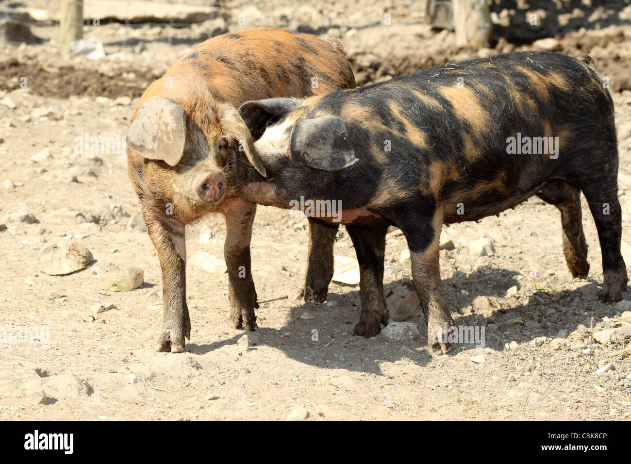 Ein paar junge Oxford Sandy und schwarze Schweine in einem Hof Stockfoto