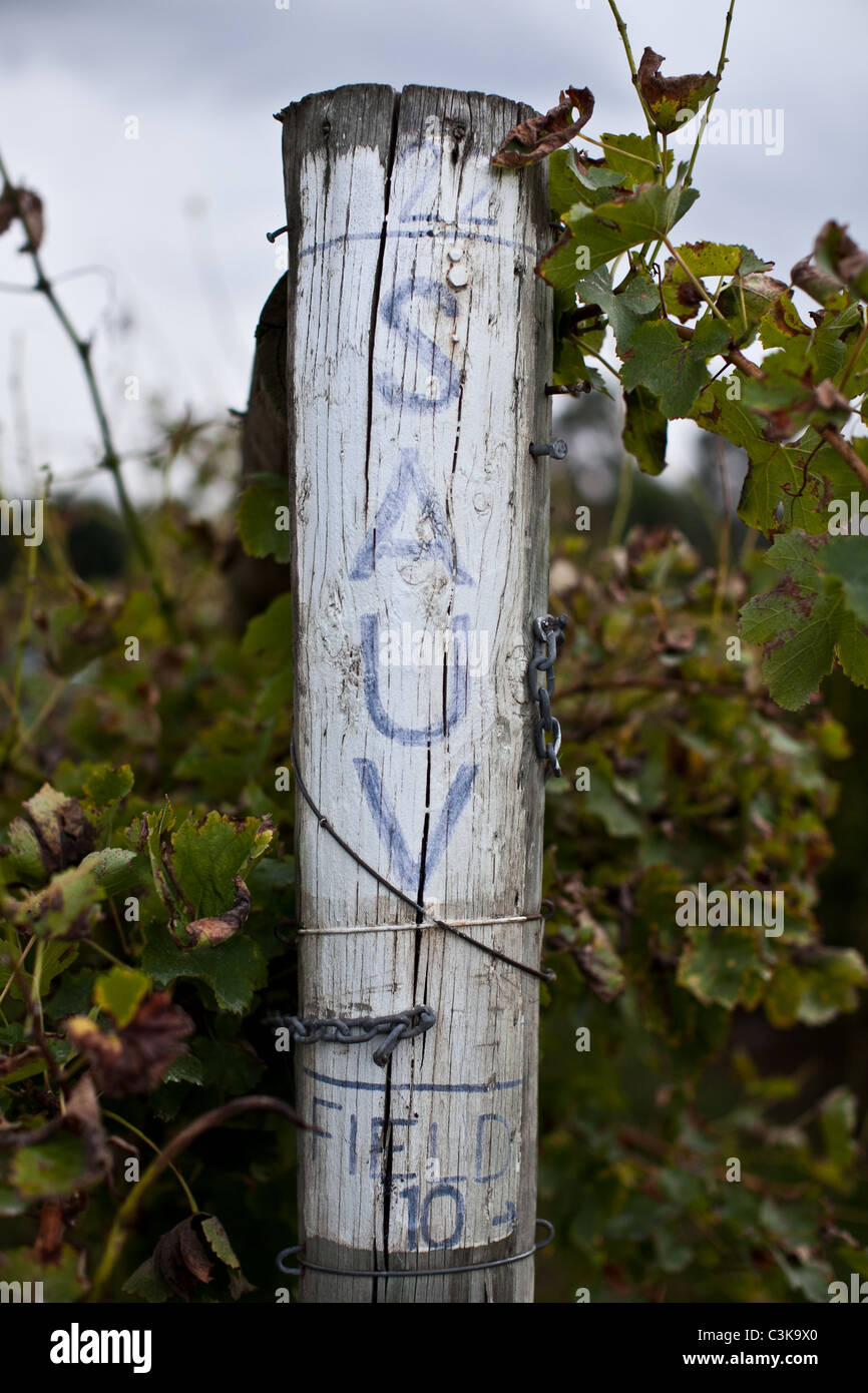 Sauvignon Etikett auf Post in Weingarten Yarra Valley, Australien Stockfoto