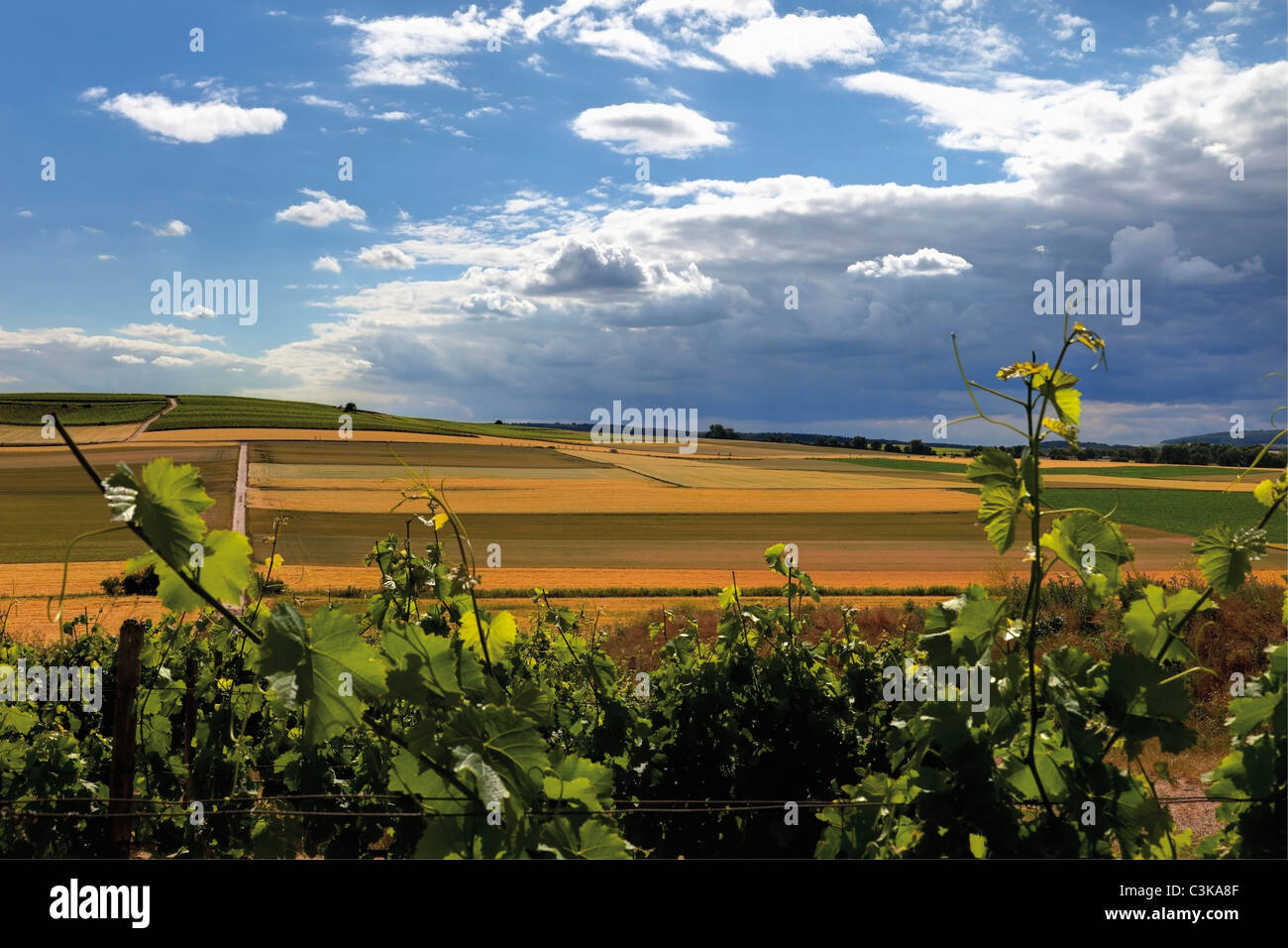 Europa, Deutschland, Rheinhessen, Blick auf Weinberge und Mais Felder Stockfoto