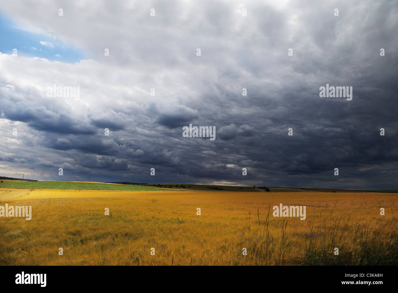 Europa, Deutschland, Rheinhessen, Blick auf Maisfeldern Stockfoto