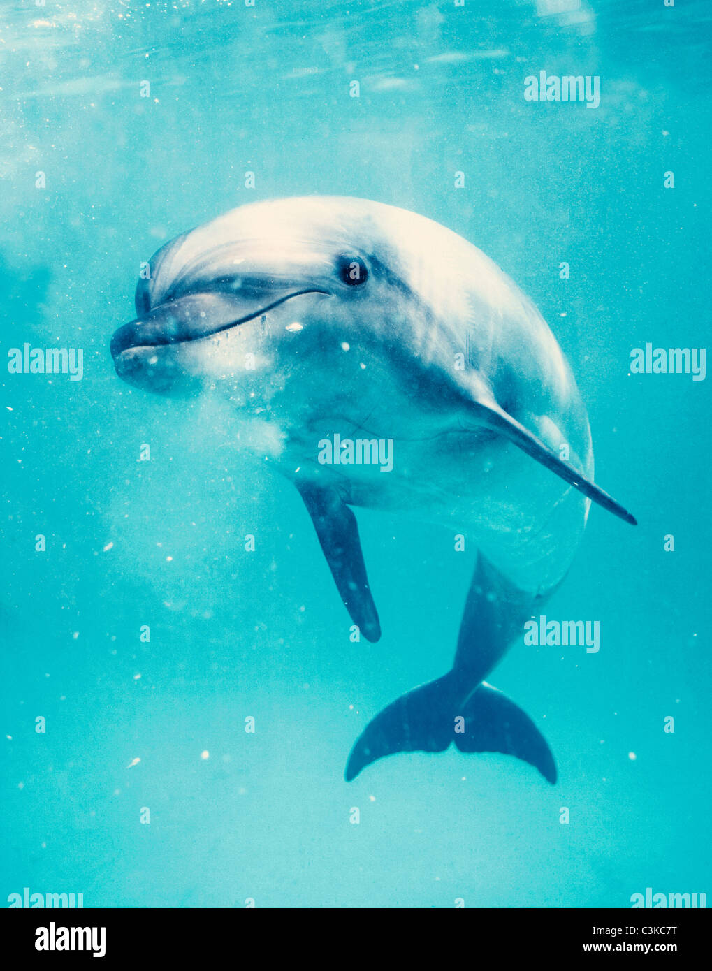 Bottlenosed Delphin unter Wasser Stockfoto
