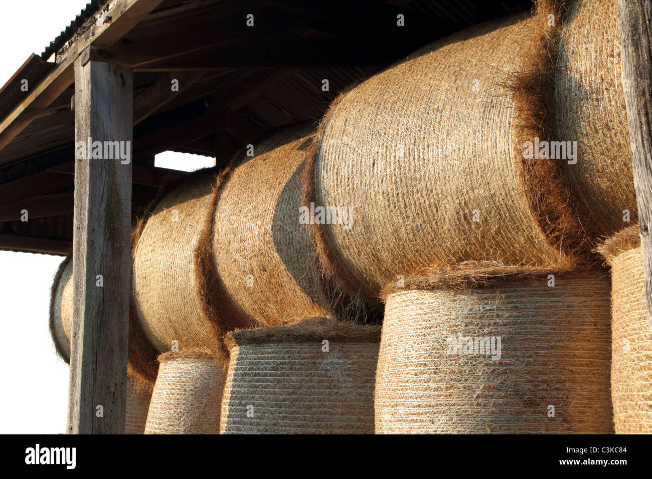 Große Rundballen Heu gestapelt in einer Scheune Stockfoto