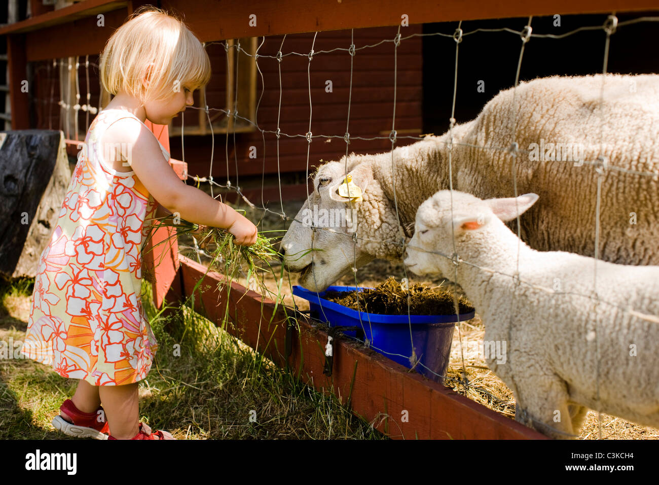 Blonde Mädchen Fütterung Schafe Stockfoto