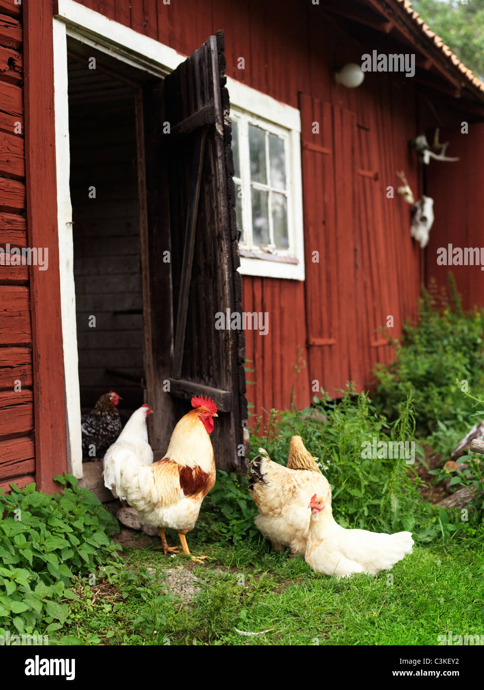 Hühner außerhalb Scheune Stockfoto