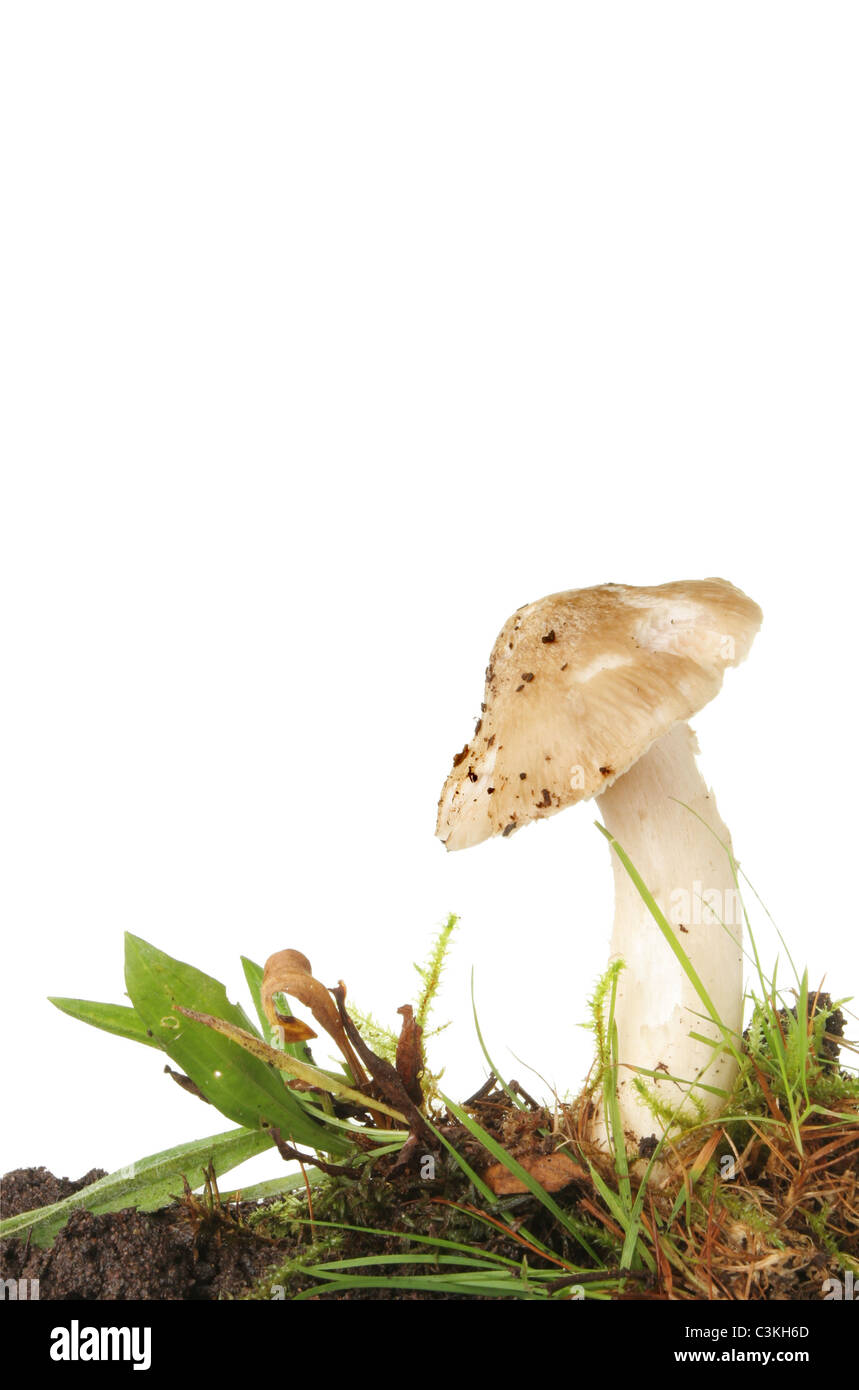Einzigen Pilz Pilze im Boden und Rasen Stockfoto