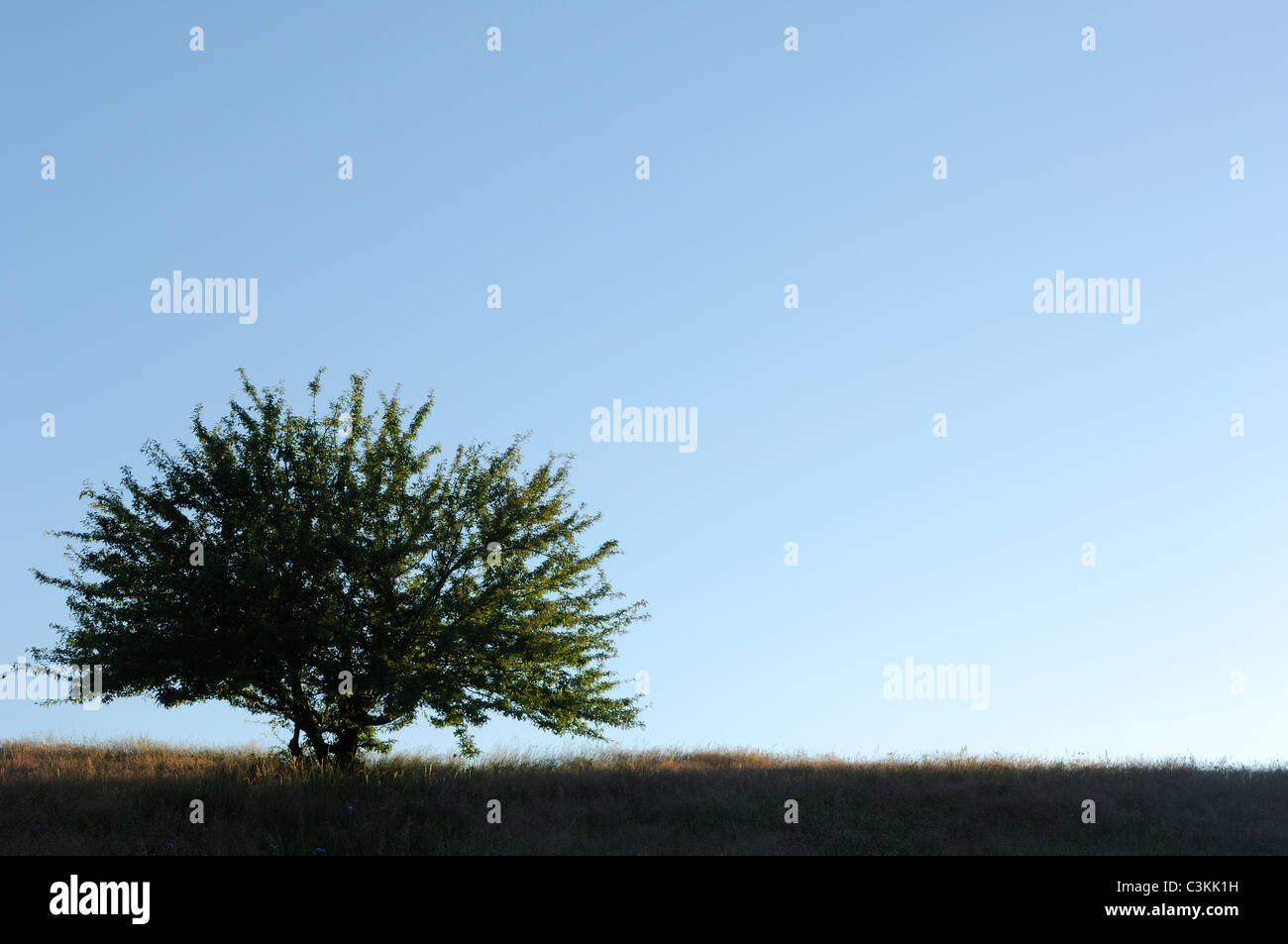 Baum auf Wiese gegen blauen Himmel Stockfoto