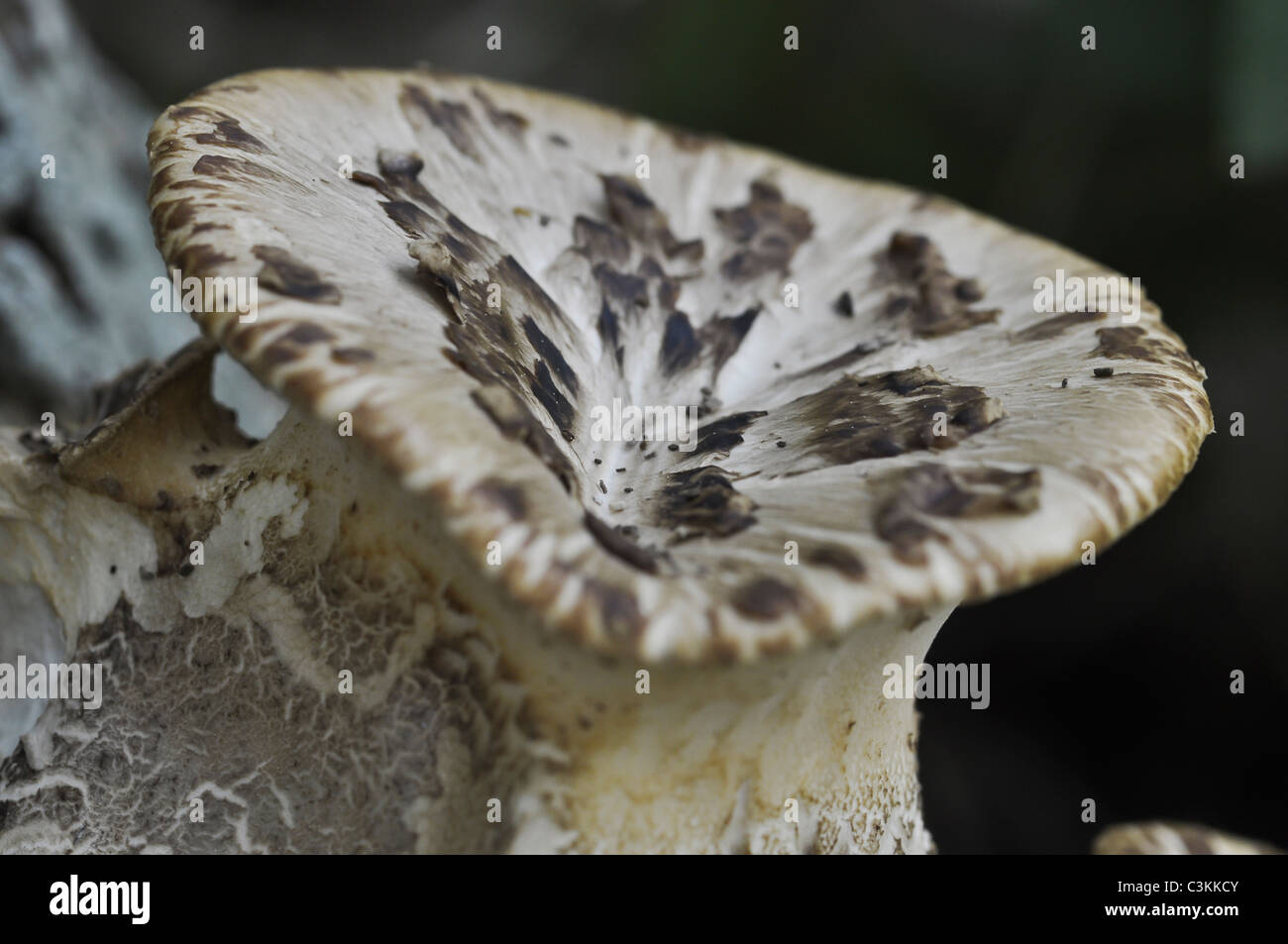 Polyporus an Halterung Pilze wachsen auf faulenden Baum Stockfoto