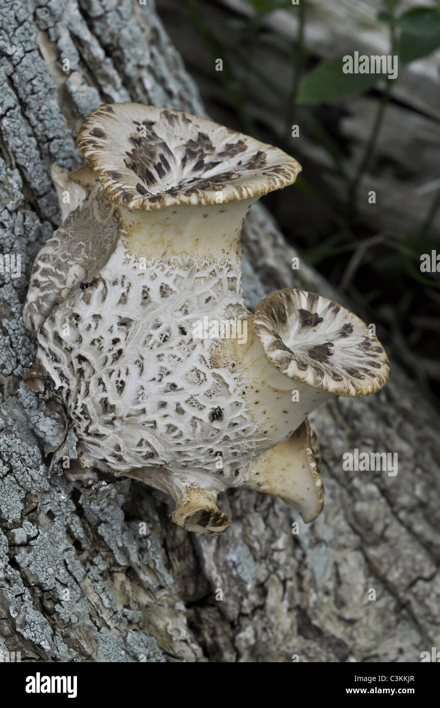 Polyporus an Halterung Pilze wachsen auf faulenden Baum Stockfoto