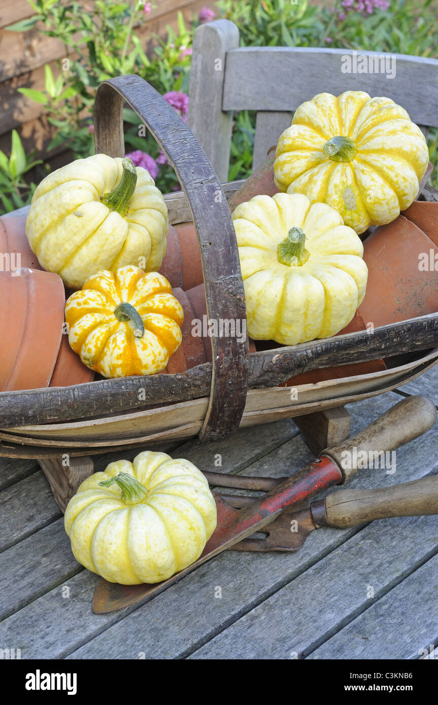 Rustikale Draht Trug am Gartentisch mit Sammlung von Herbst Kürbisse, Norfolk, UK, September Stockfoto