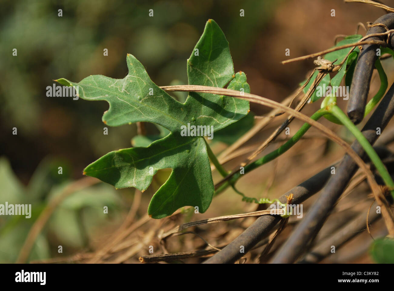 Blatt close-up Stockfoto