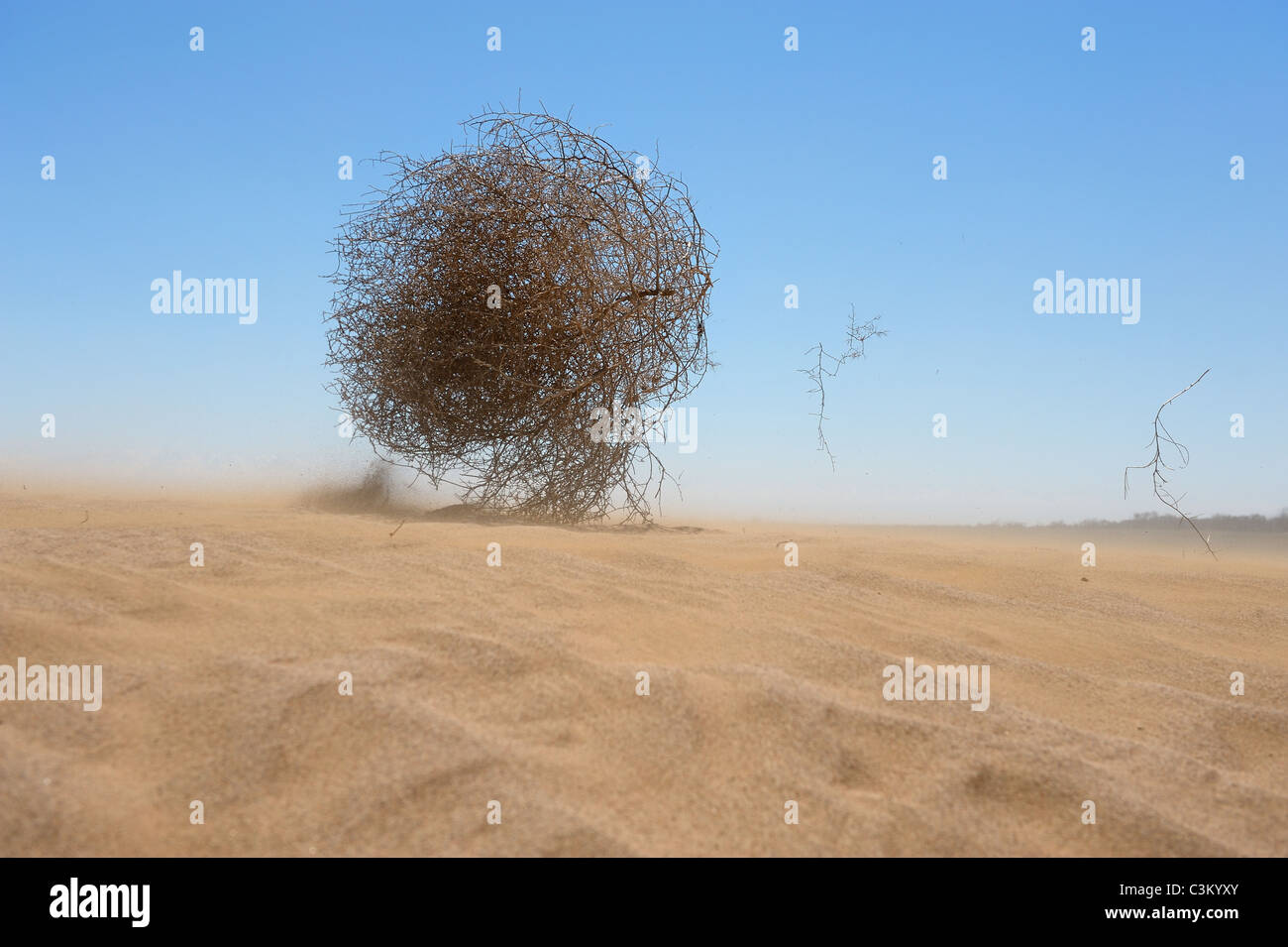 Tumbleweed in Kasachstan Sand Wüste. Stockfoto