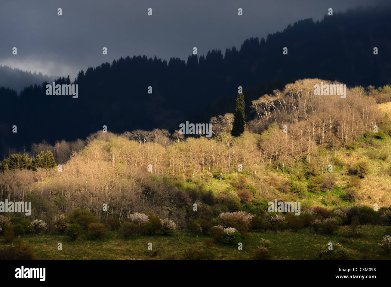Dramatische Landschaft mit einer aspen Wald in Bergen und Gewitter. Stockfoto