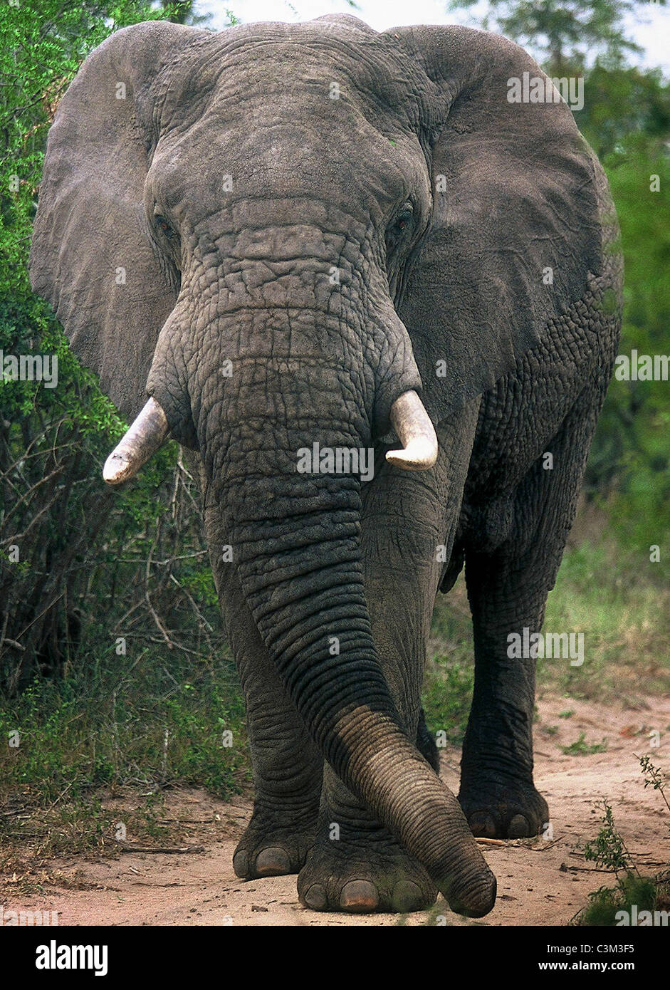 Stier Elefant Loxodonta Africana Mala Mala Krüger in Südafrika Stockfoto
