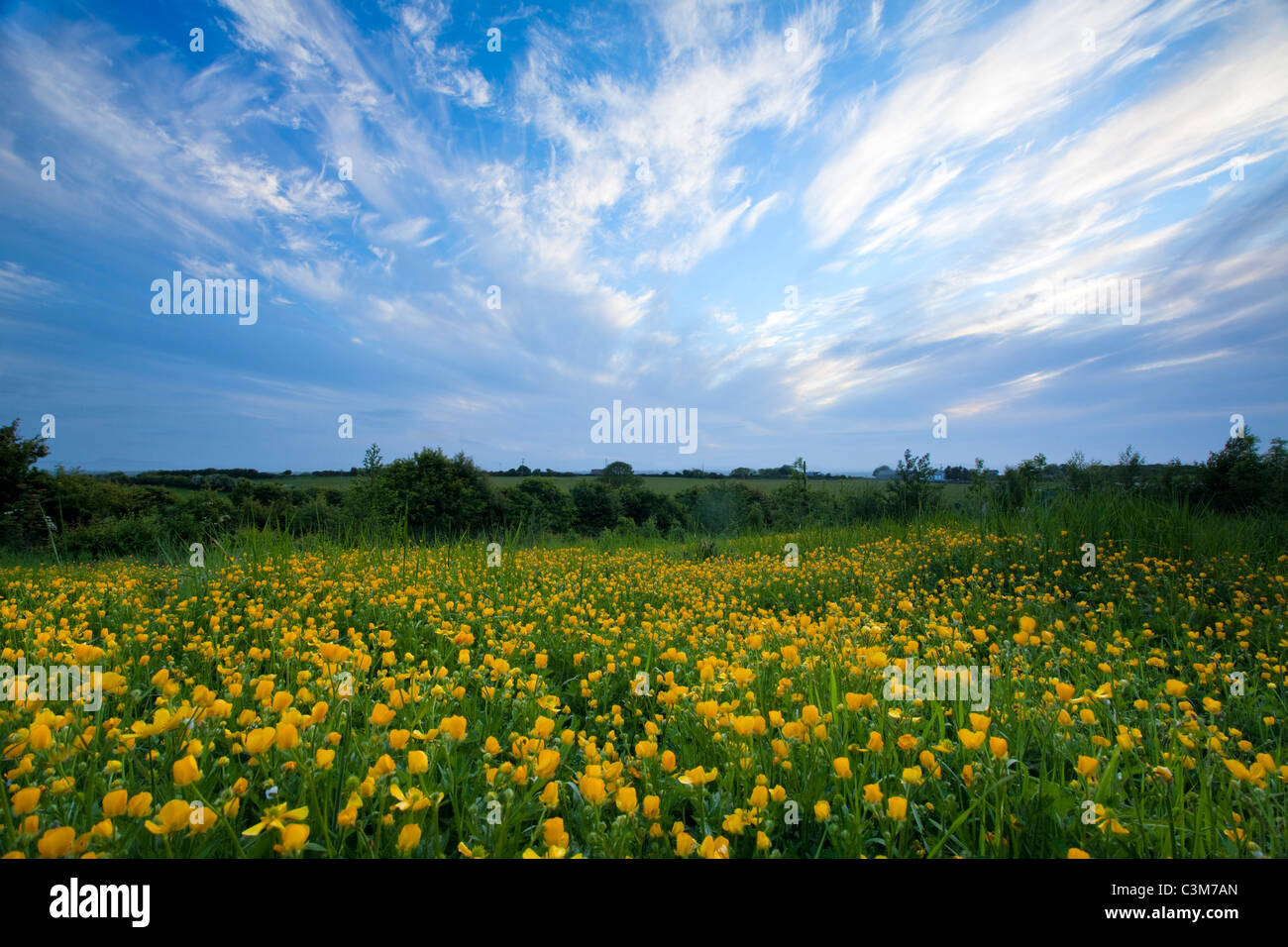 Bereich der Wiese ranunkeln (Ranunculus acris), County Sligo, Irland. Stockfoto